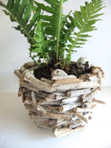 Fern in driftwood pot made by Stephanie Phillips. Made to order.