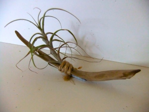 Airplant attached to driftwood by Stephanie Phillips